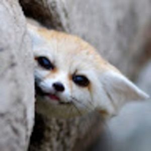 Meet your Posher, Lacy